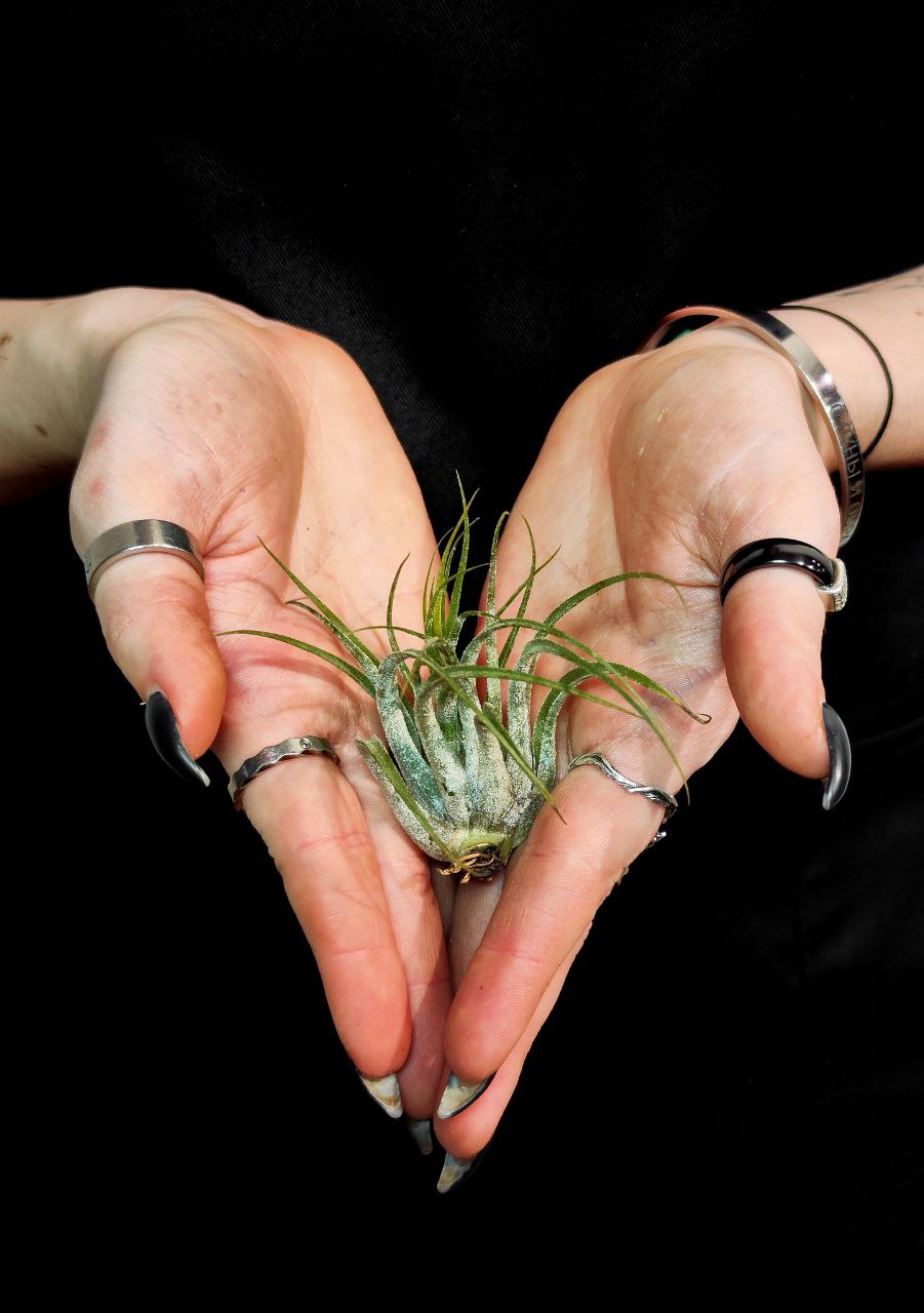 Тилландсия Ионанта Скапоза (Tillandsia Ionantha Scaposa)