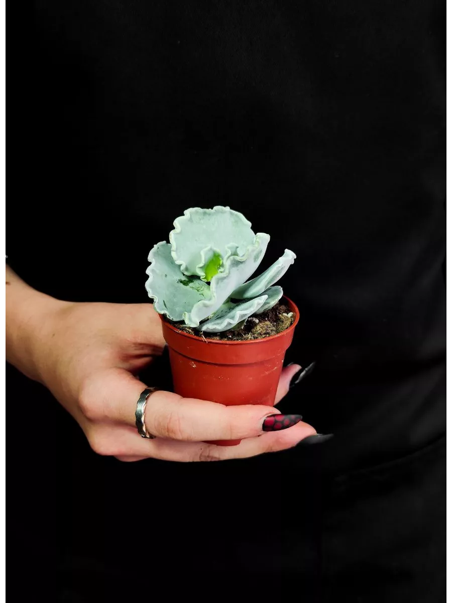 Котиледон Ундулата (Cotyledon Undulata) D5см
