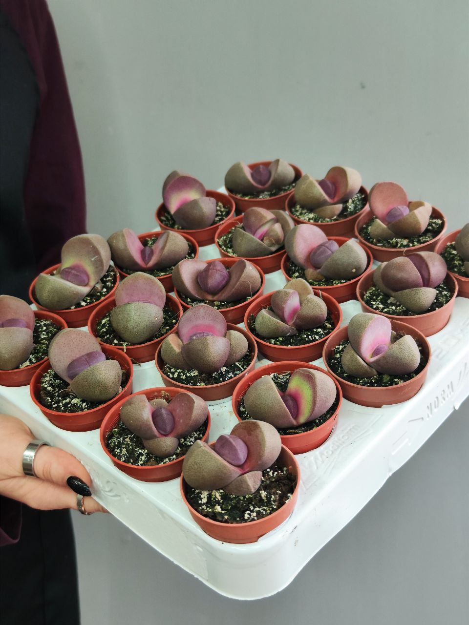 Плейоспилос Неля Рубра (Pleiospilos Nelii Rubra) D5см