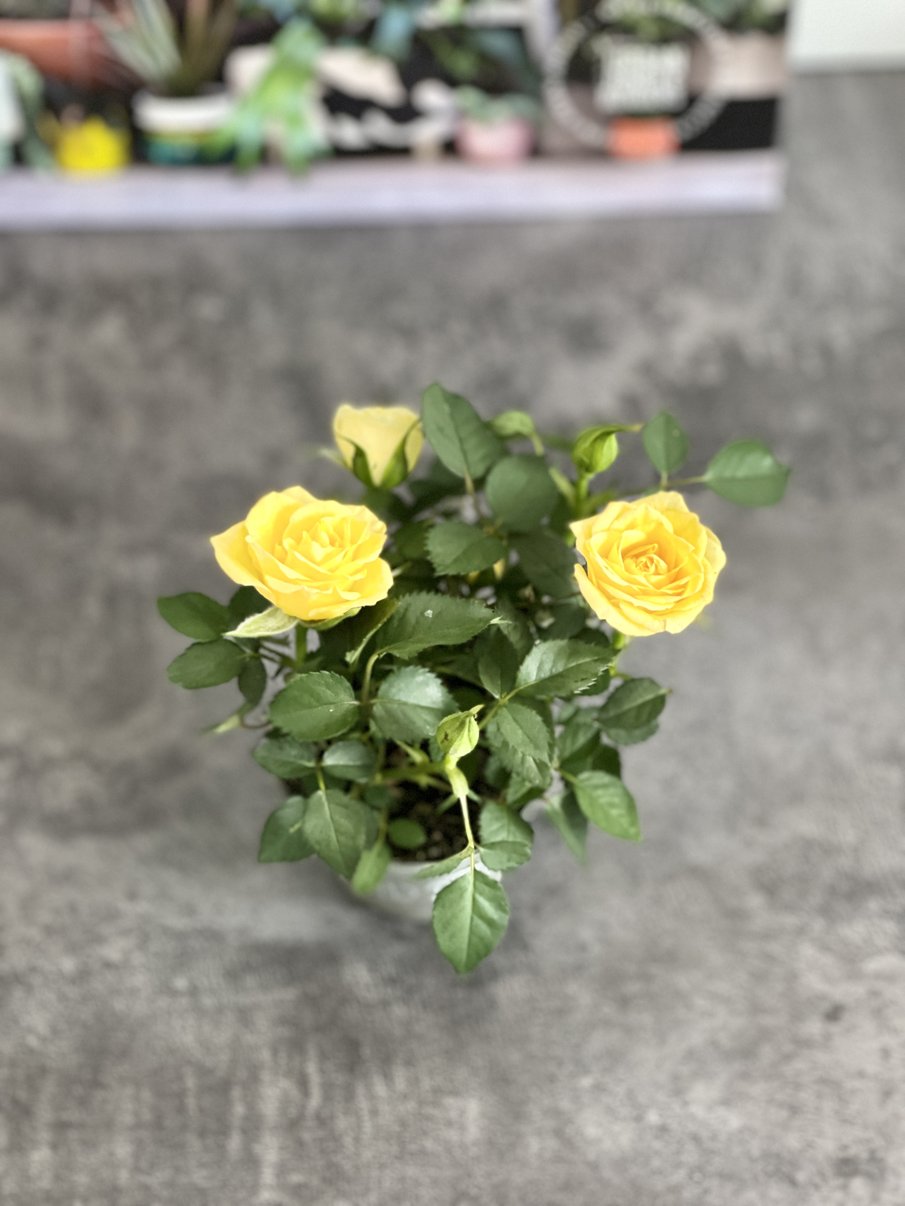 Роза Даника комнатная желтая (Rosa Danica "Yellow") D6см