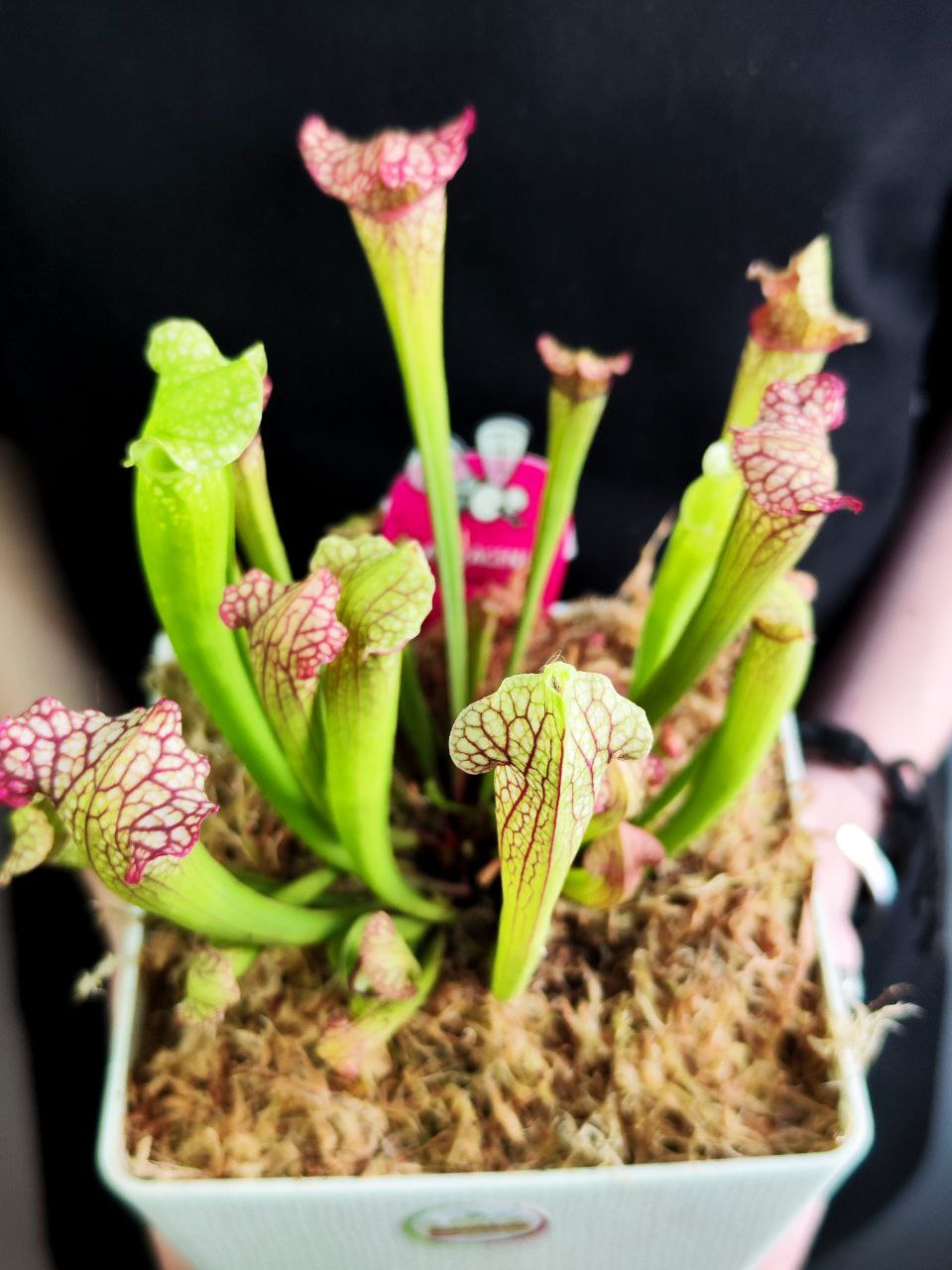 Саррацения Лейкофилла Красная (Sarracenia Leucophylla Red) пересаженная D15см