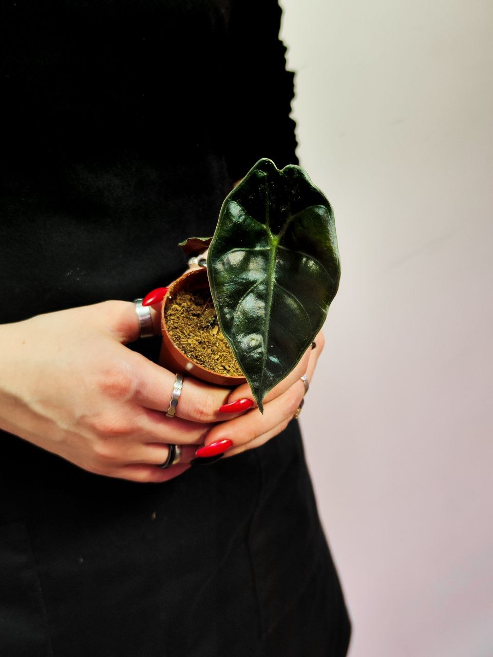 Алоказия Сухирманиана Ред Петрол (Alocasia Suhirmaniana Red Petiole) D6см