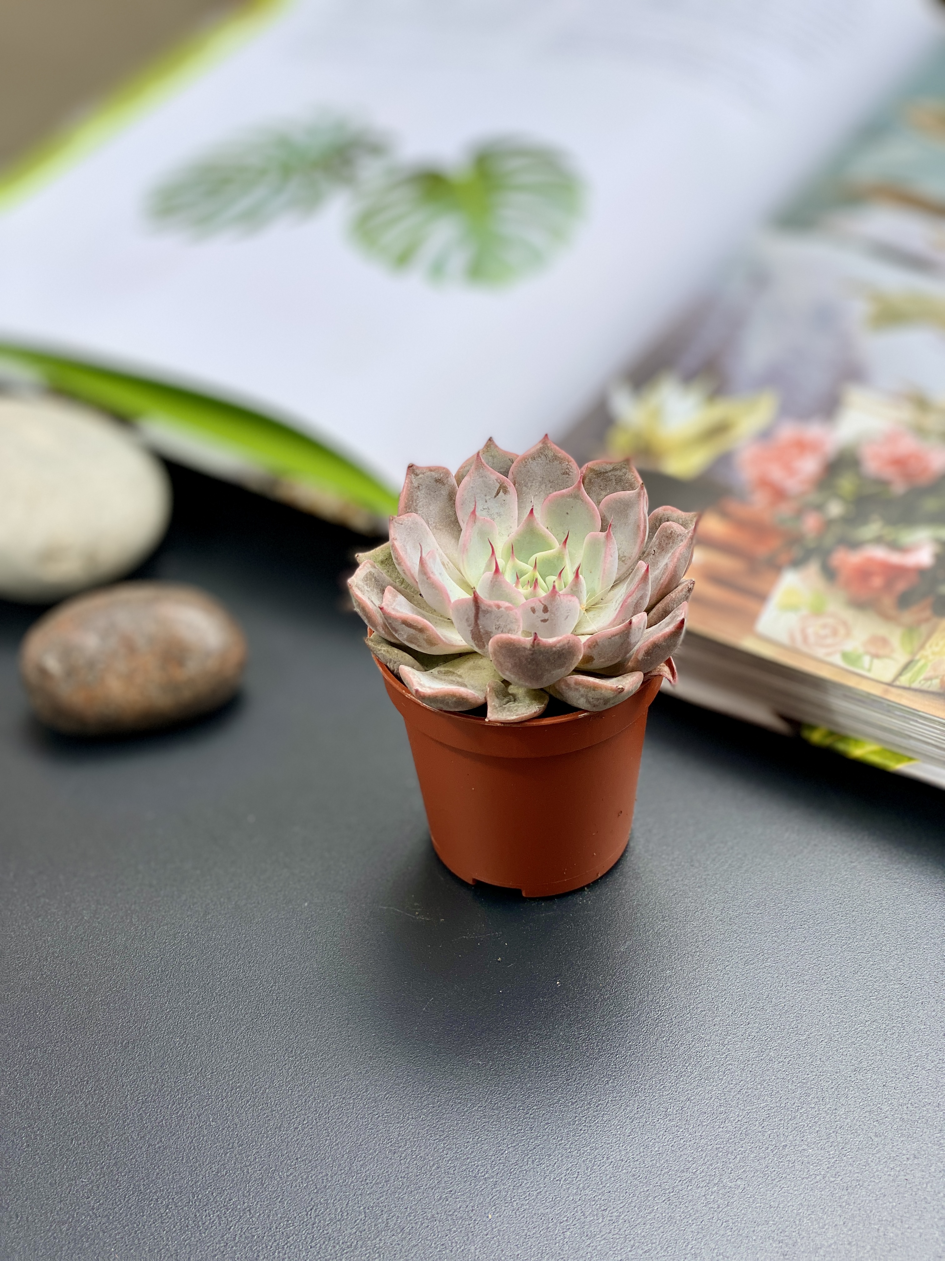 Эхеверия Розеа (Echeveria Rosea) D5см