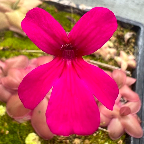 Жирянка Черри Блоссом, или Вишневая (Pinguicula Cherry Blossom) D9см