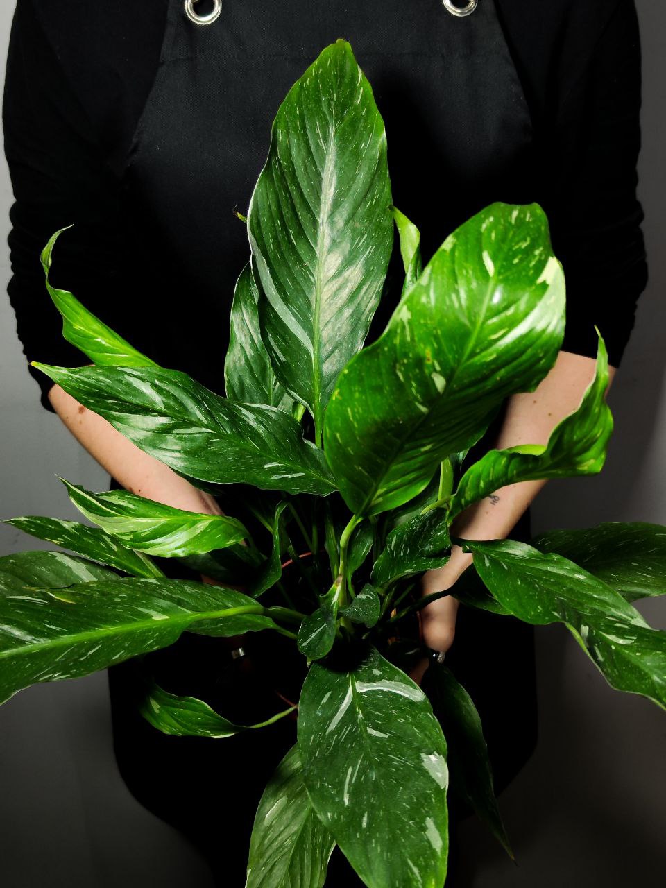 Спатифиллум Домино (Spathiphyllum Domino) D12см