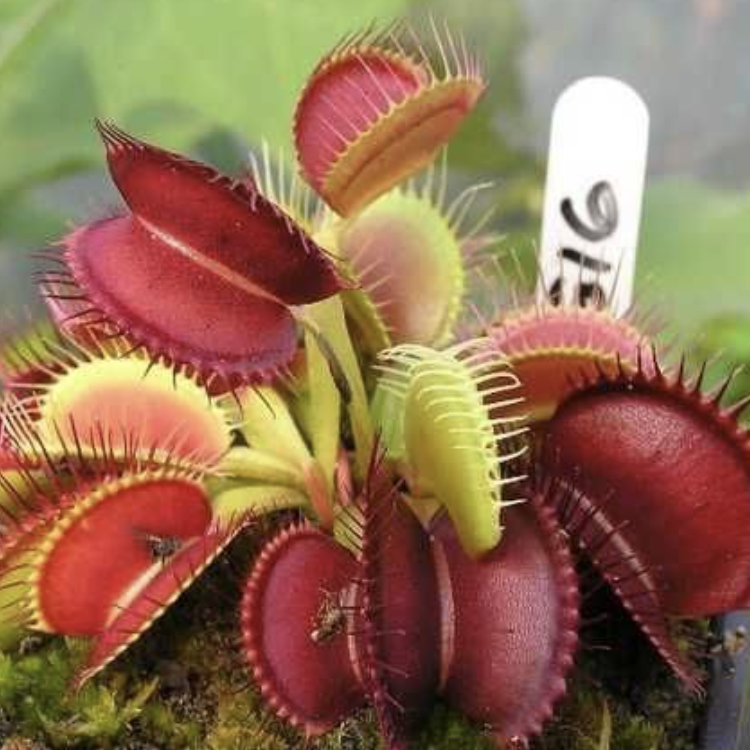 Венерина Мухоловка G16 (Dionaea Muscipula G16) D5см
