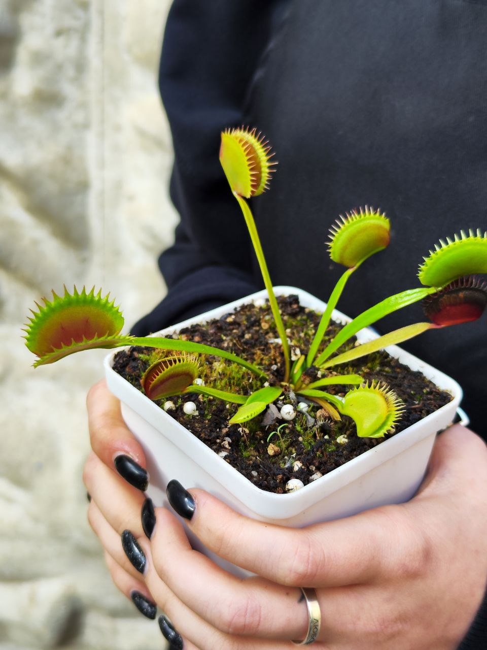 Венерина Мухоловка, Дионея Фейк Дракулы (Dionaea Muscipula Fake Dracula) D9см