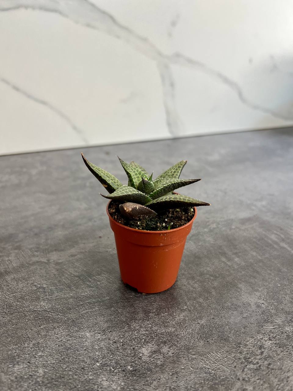 Хавортия Тесселата, Шахматная (Haworthia Tesselata) D5см