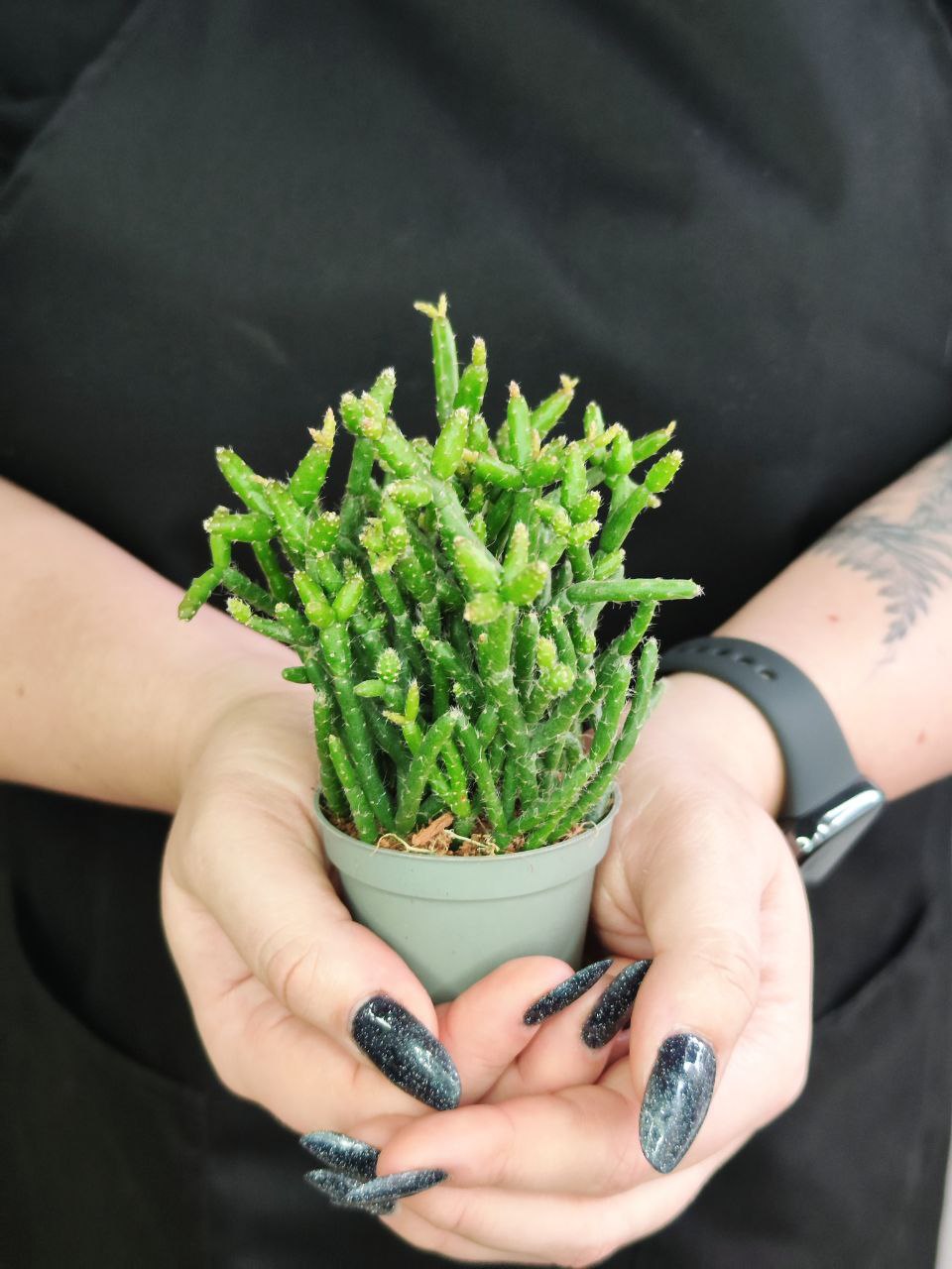 Рипсалис Барчела (Rhipsalis Burchellii) D5см
