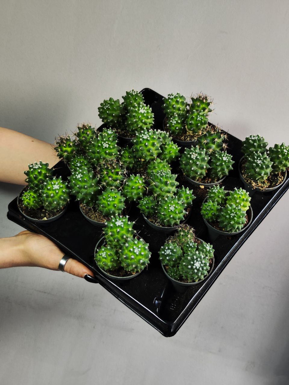 Маммиллярия Толука (Mammillaria Toluca) D5см