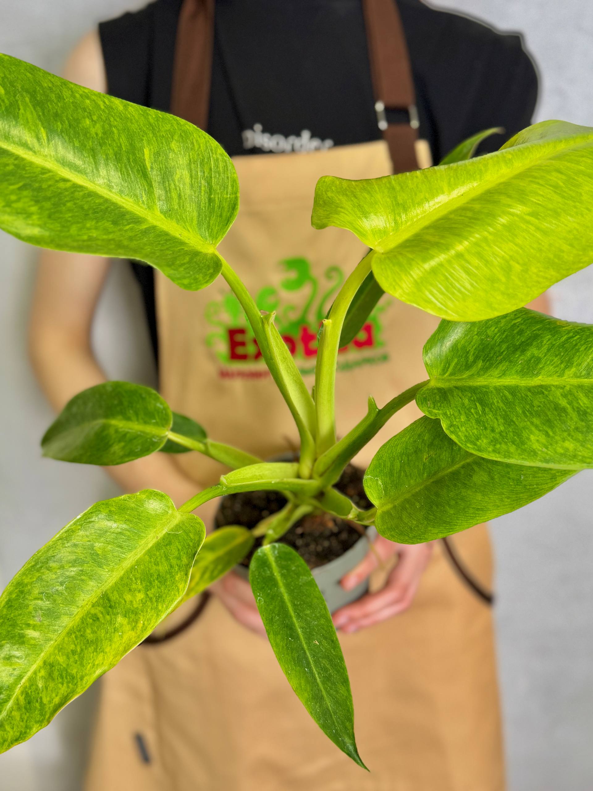 Филодендрон Калкин Голд (Philodendron Calkins Gold) D12см