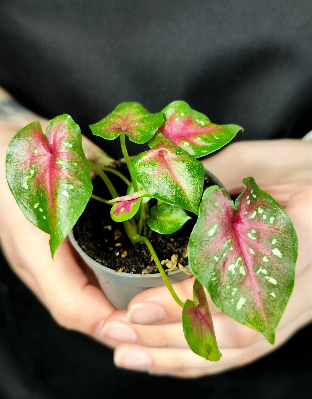Каладиум Кейси (Caladium Casey) D6см