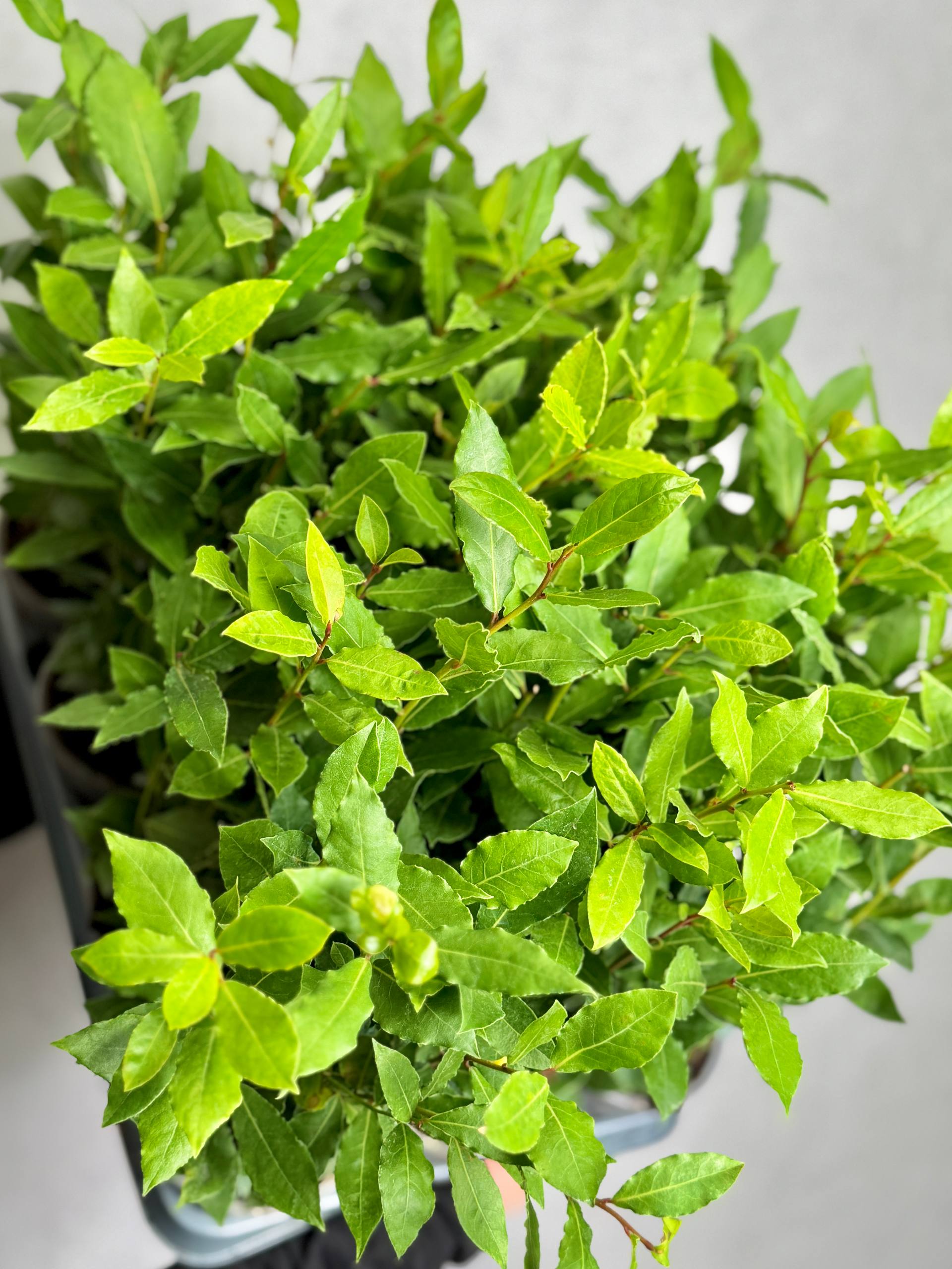 Лавр Благородный, или Лавровое дерево (Laurus Nobilis) D11см
