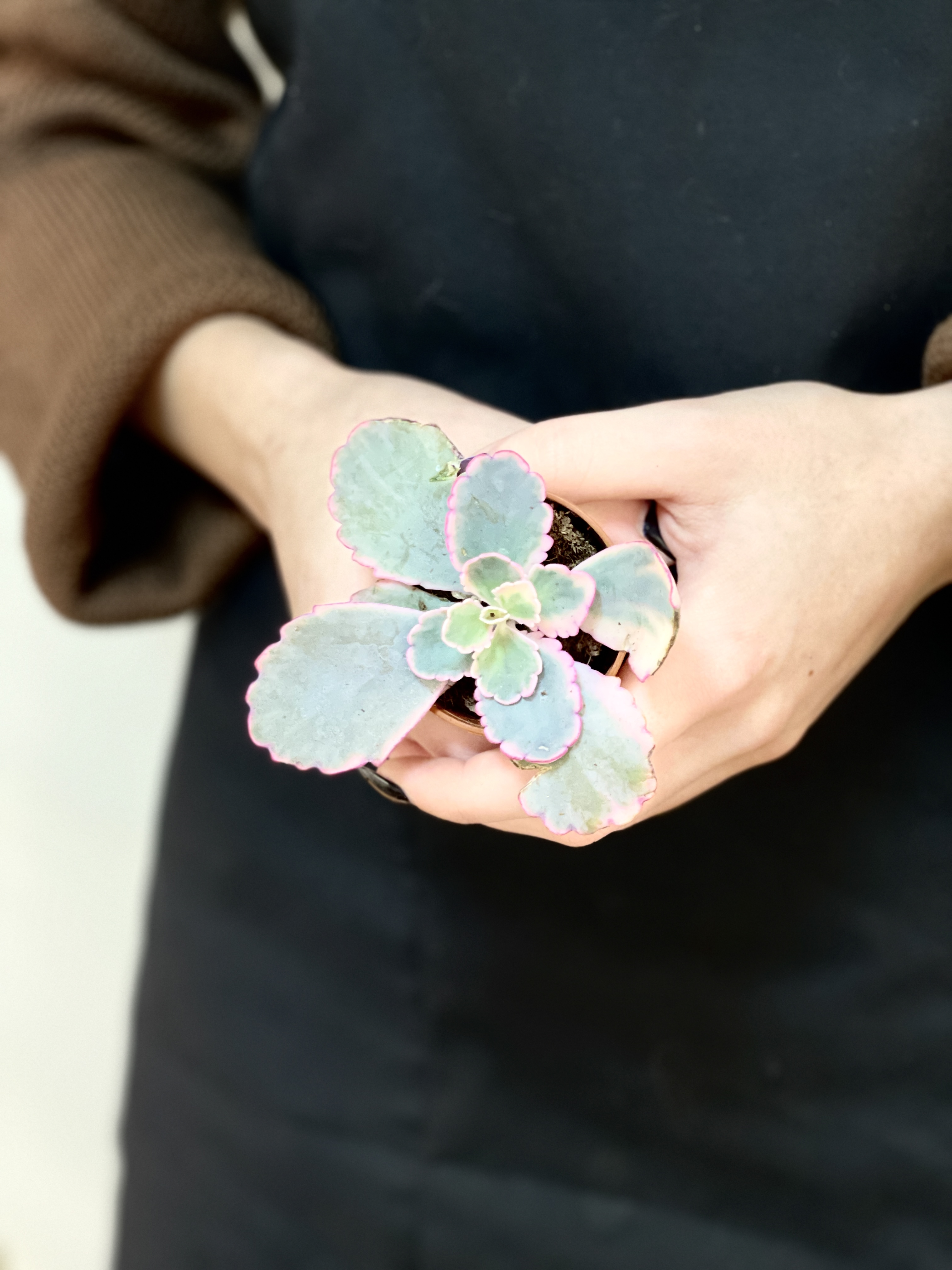 Каланхоэ Федченко Вариегатный (Kalanchoe Fedtschenkoi Variegata) D5см