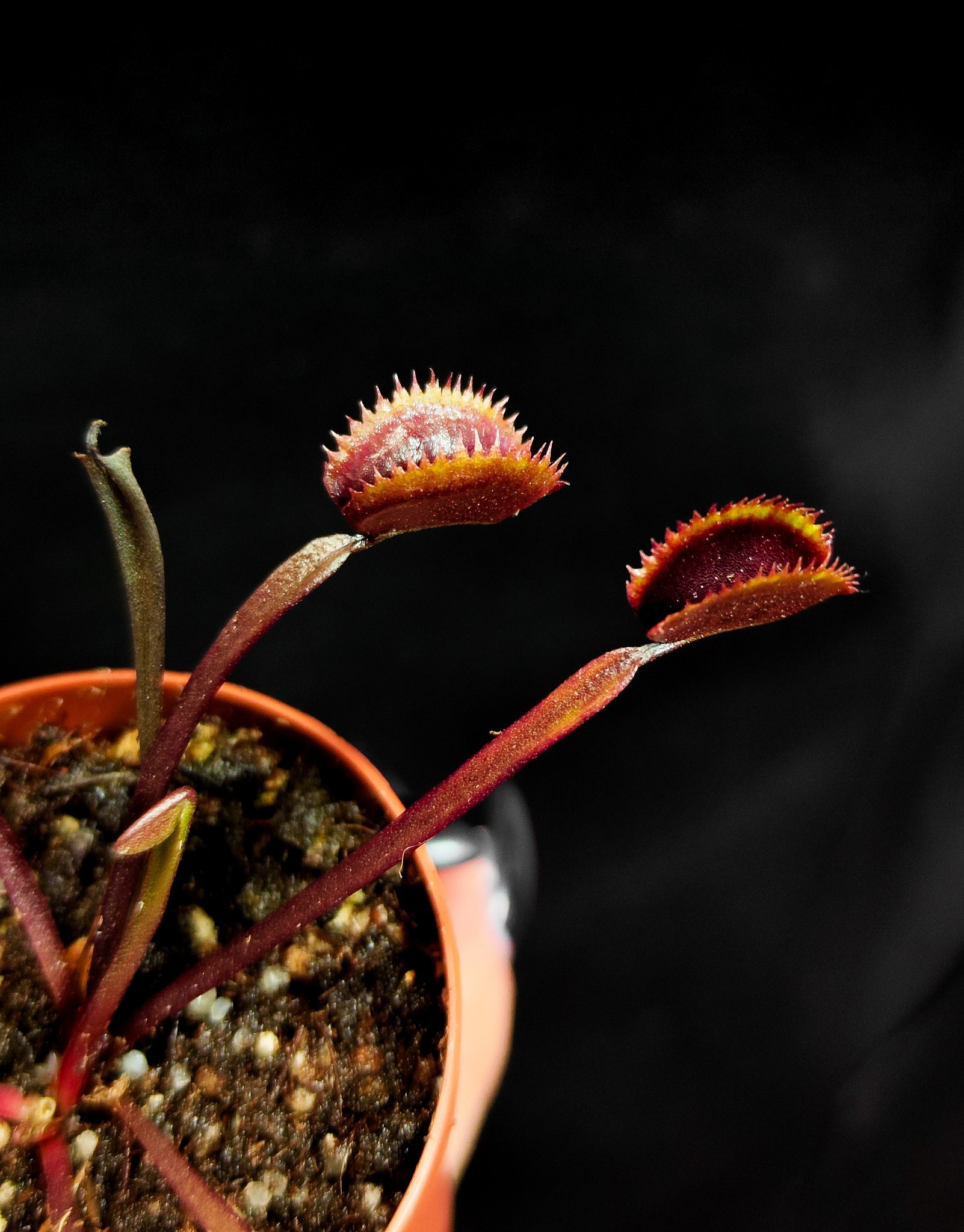 Венерина Мухоловка Голд Страйк (Dionaea Muscipula Gold Strike) D5см