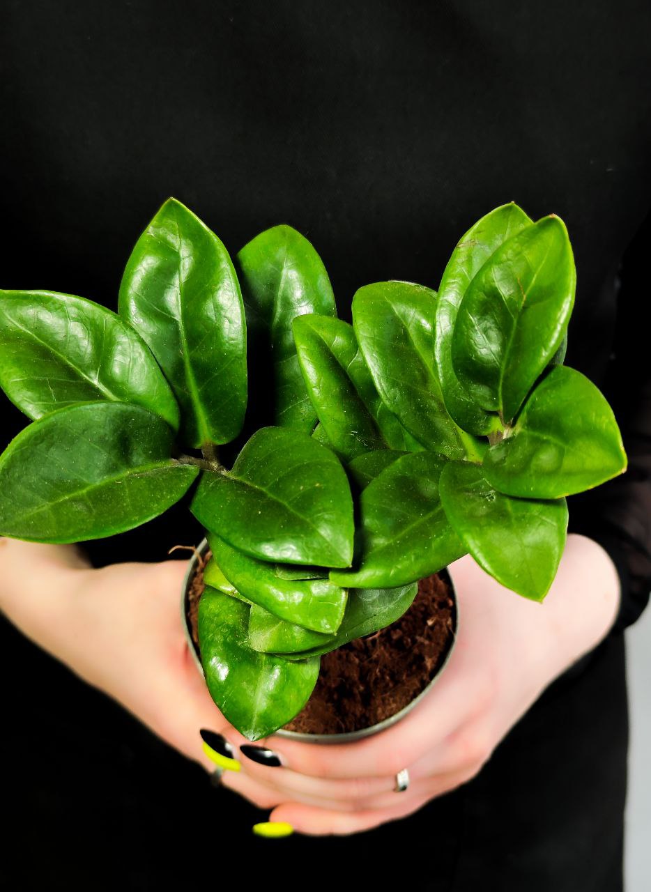 Замиокулькас Зензи Жук (Zamioculcas Zenzi Bug) D9см