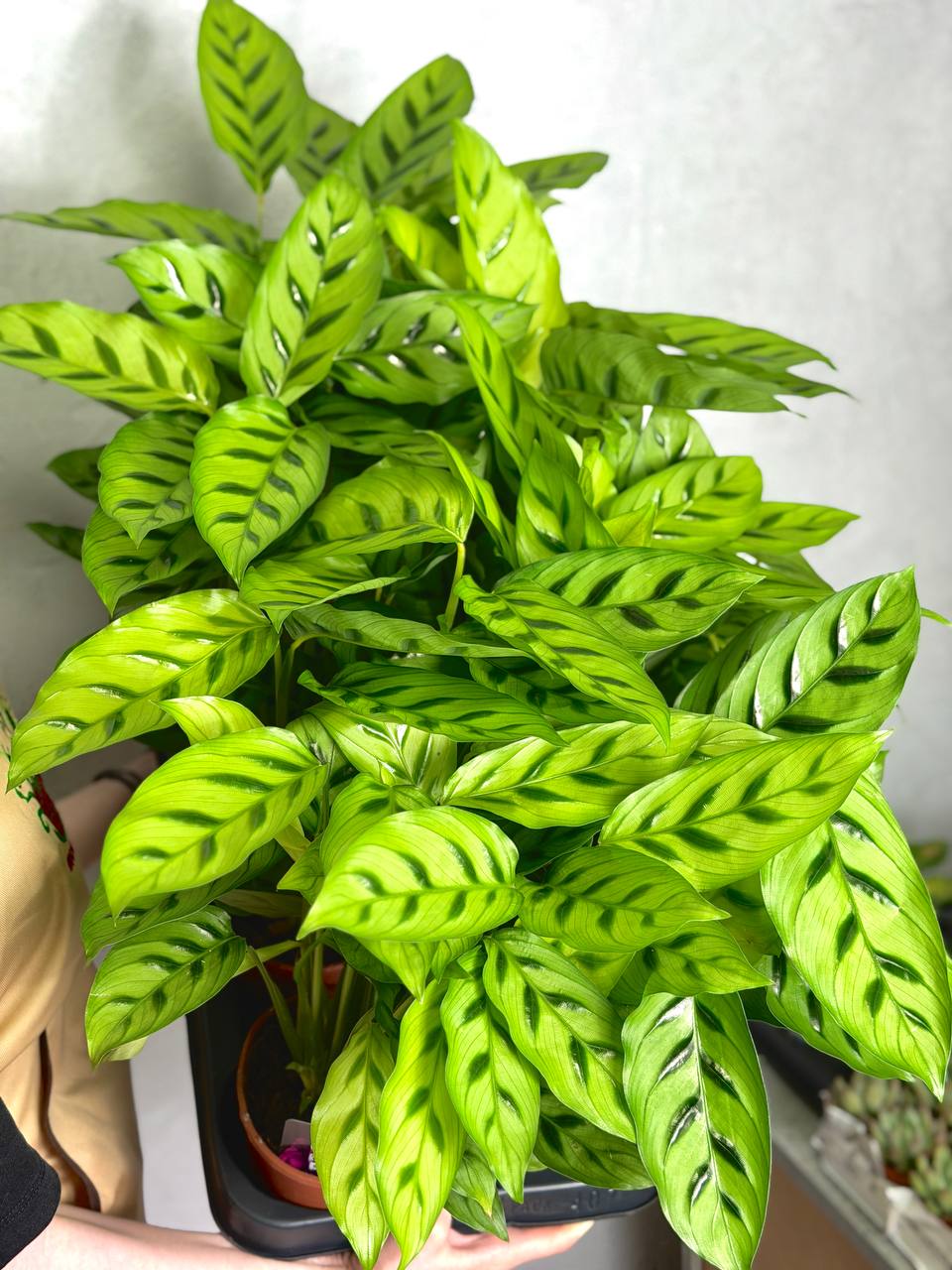 Калатея Леопардина (Calathea Leopardina) D12см