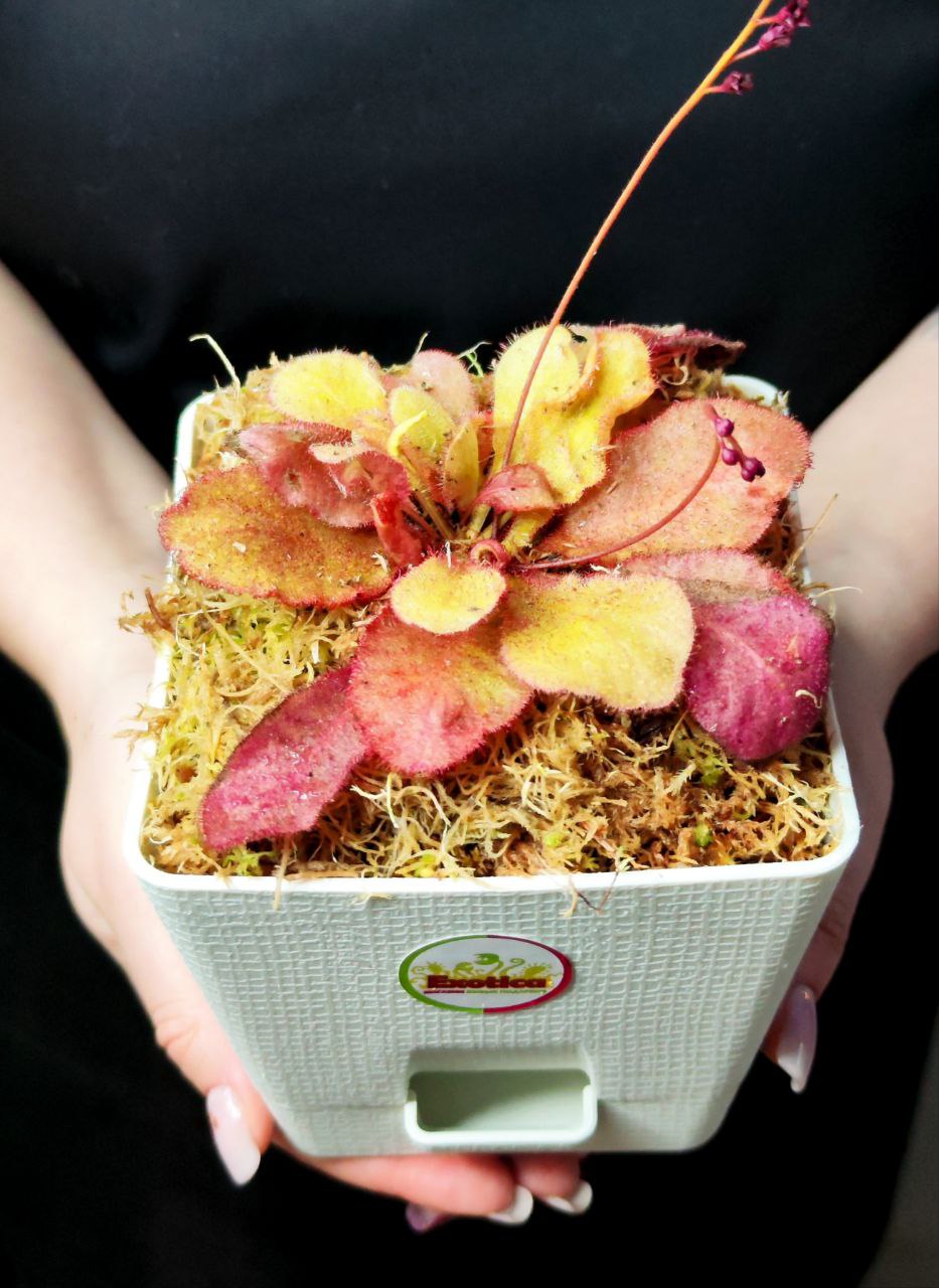 Росянка Андромеда (Drosera Andromeda) пересаженная D12см
