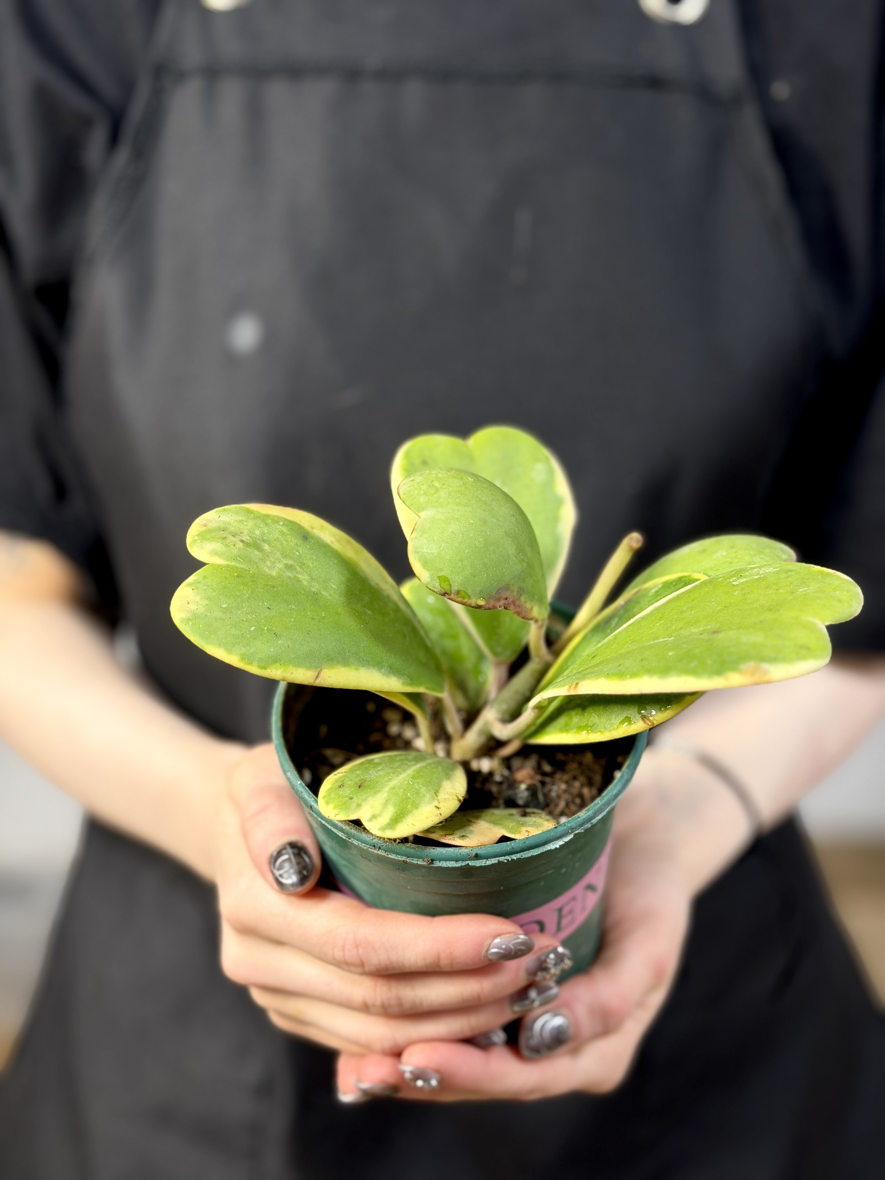 Хойя Керри Вариегатная, Куст (Hoya Kerrii Variegated) D11см