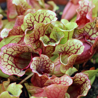 Саррацения Монтана (Sarracenia Montana) D9см