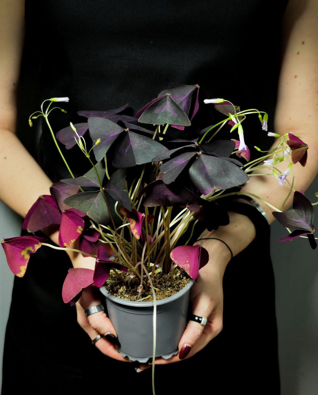 Кислица Треугольная Санни (Oxalis Triangularis Sanny) D10см