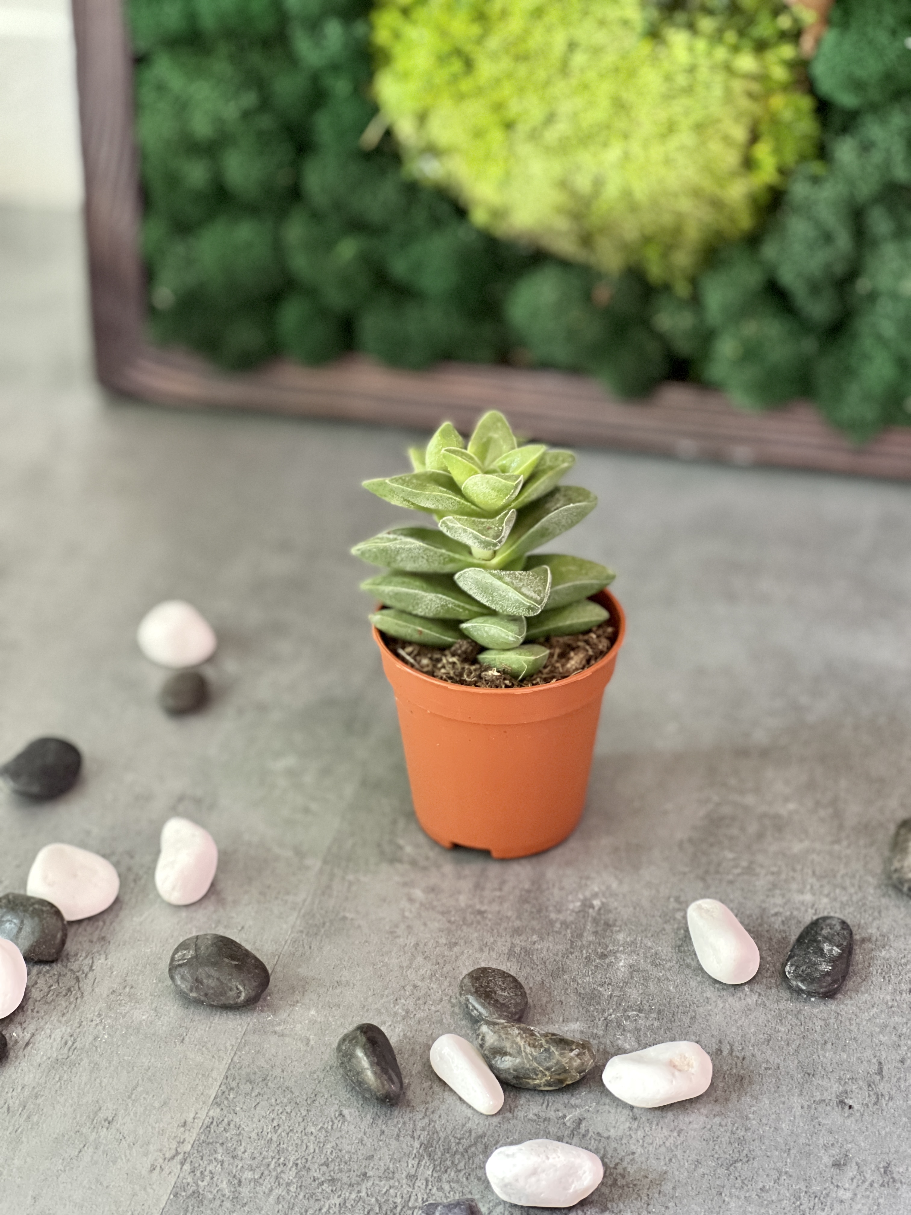Крассула Спринг Тайм (Crassula Spring Time) D5см