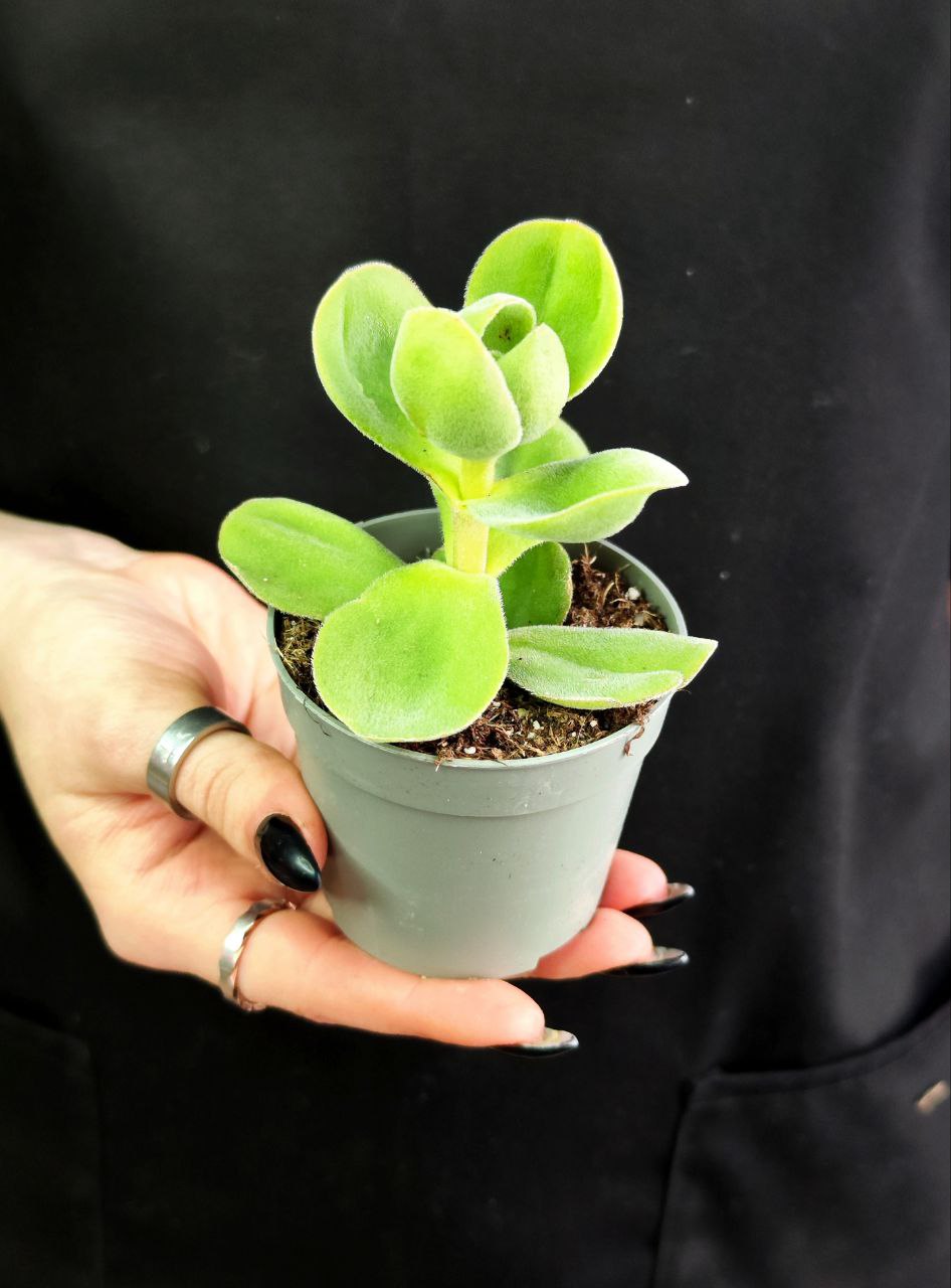 Крассула Аргирофилла Швазиенсис (Crassula Argyrophylla Var Swaziensis) D6см