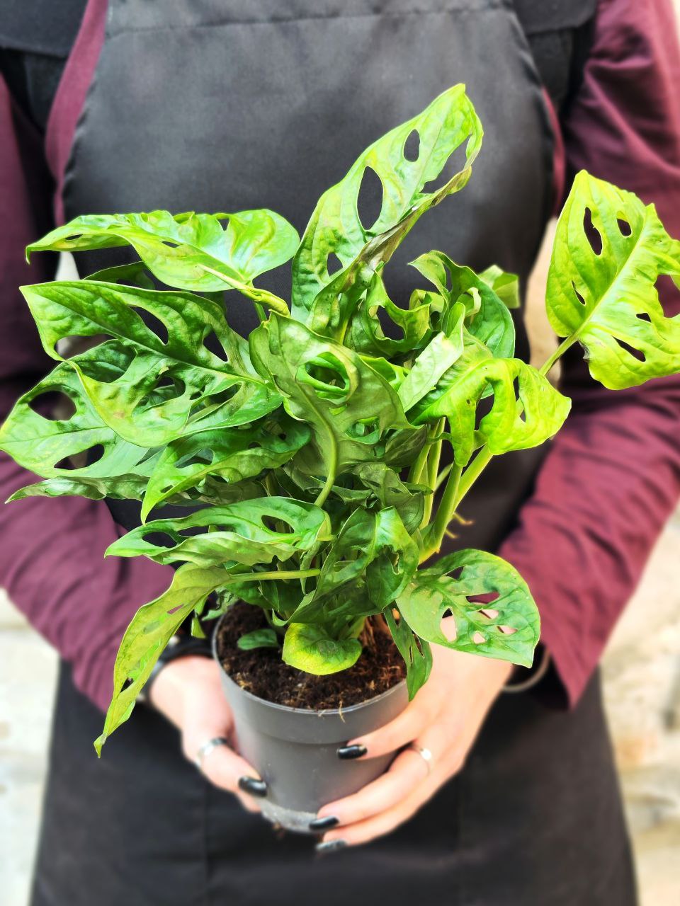 Монстера Адансона (Monstera Adansonii) D11см