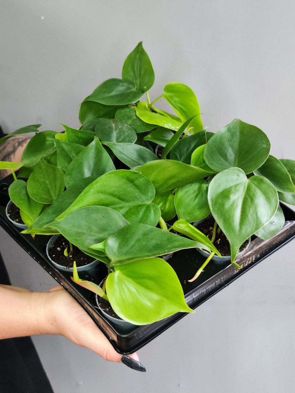 Филодендрон Сканденс Зеленый (Philodendron Scandens Green) D6см