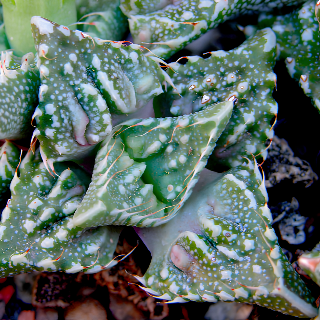 Фаукария Монстроза (Faucaria tigrina f. monstruosa) D5см