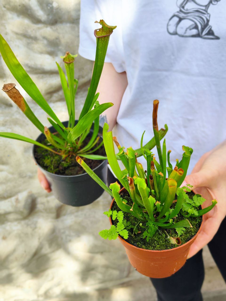 Саррацения микс уцен. (Sarracenia mix) D12см