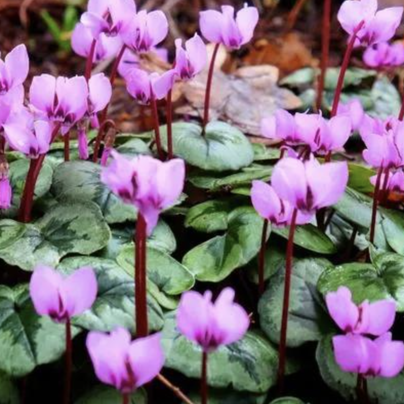 Цикламен Косский Лайт Роуз (Cyclamen Coum Light Rose) D8см