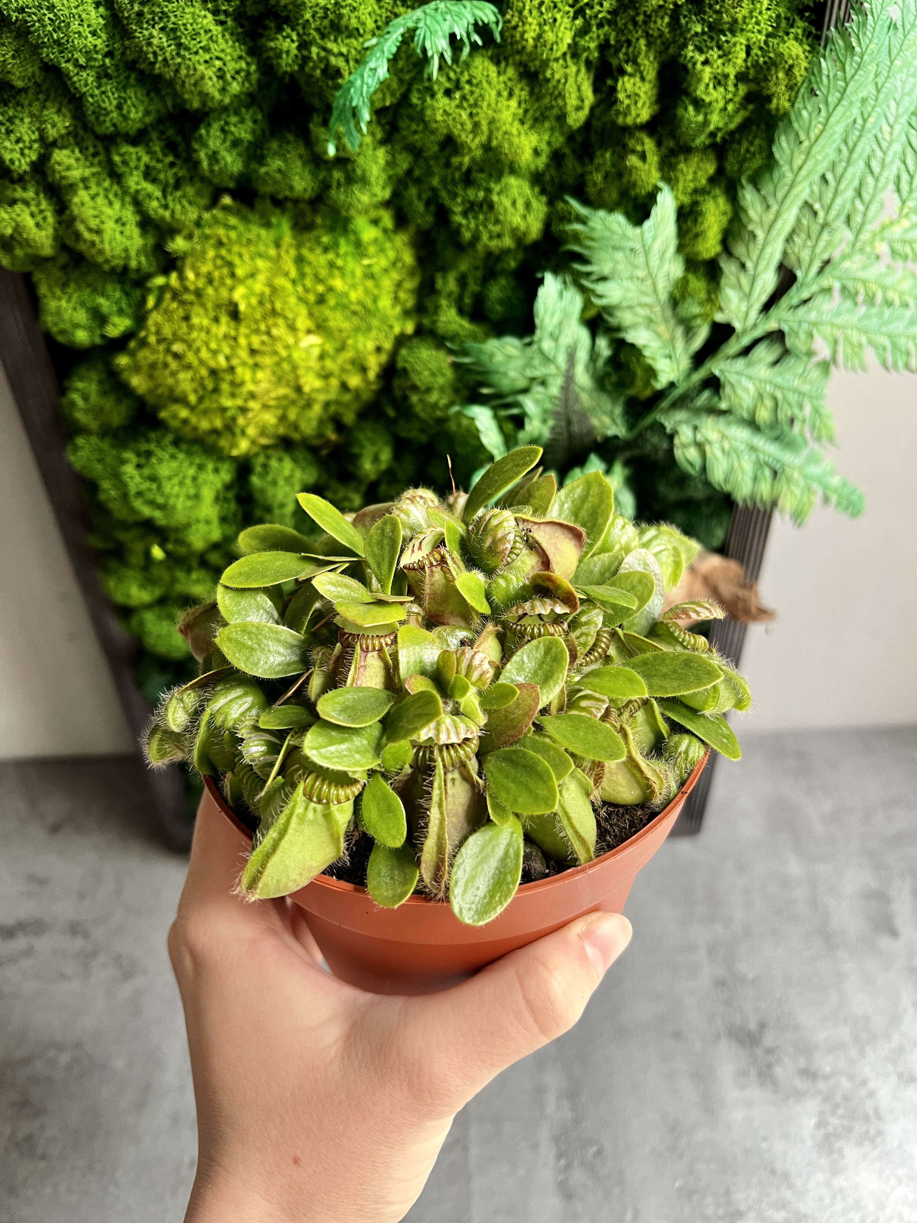 Цефалотус мешочковидный (Cephalotus follicularis) D12см