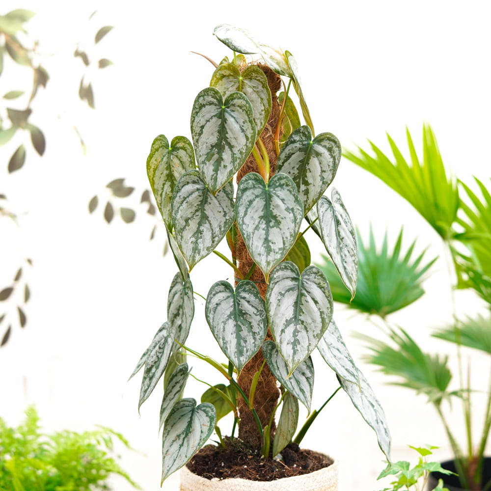 Филодендрон Брандтианум (Philodendron Brandtianum) D12см