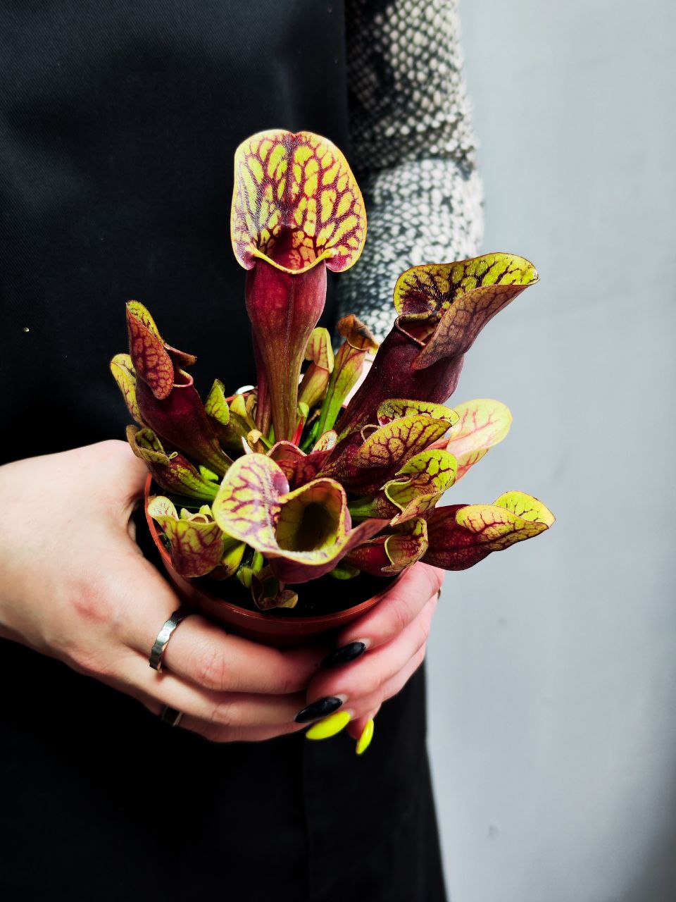 Саррацения Дракула (Sarracenia Dracula) D9см