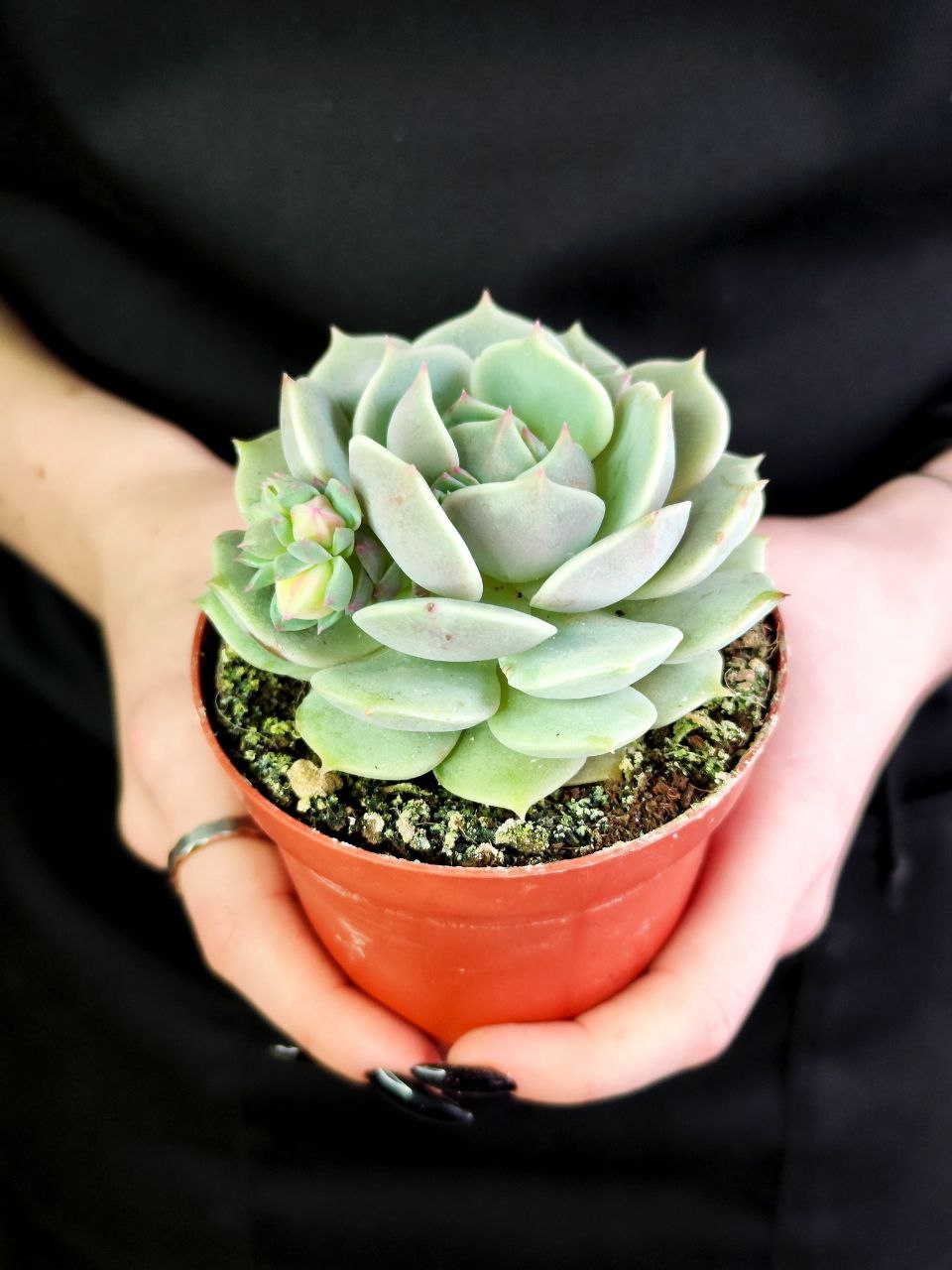 Эхеверия Лола (Echeveria Lola) D8,5см