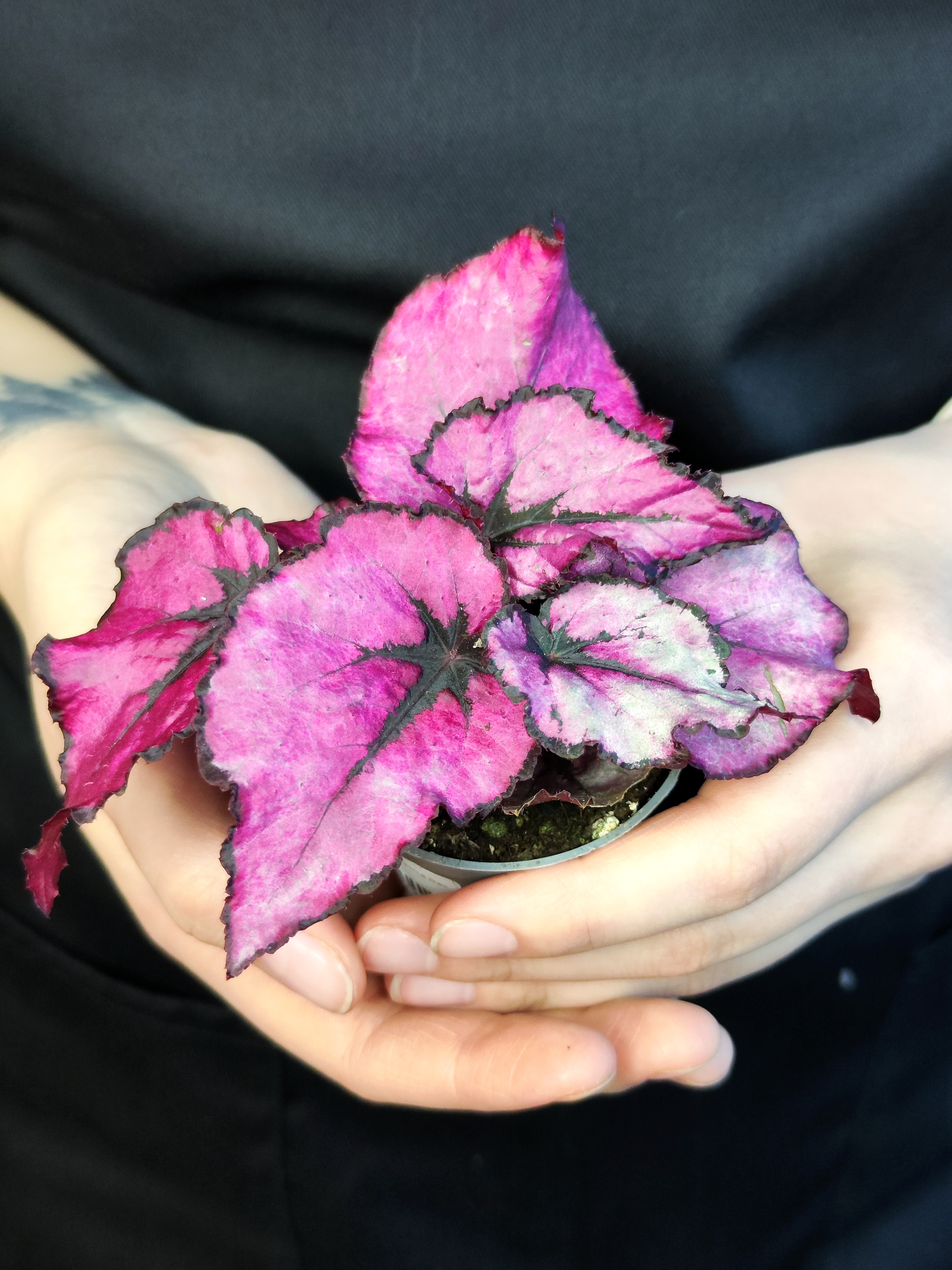 Бегония Индийское Лето, или Индиан Саммер (Begonia Beleaf Indian Summer) D6см