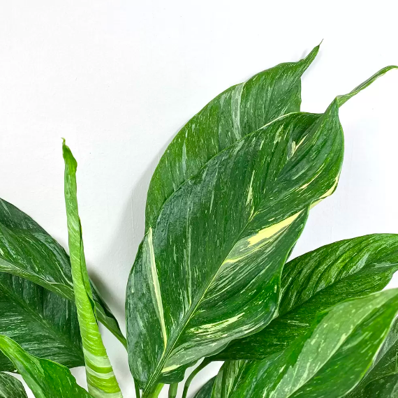 Спатифиллум Вариегатный Даймонд (Spathiphyllum Diamond Variegated) D14см