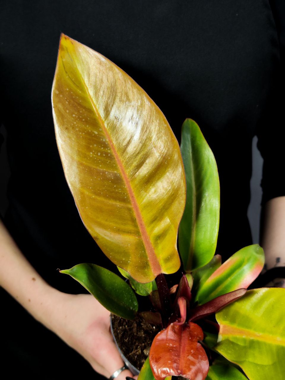 Филодендрон Принц Оранж (Philodendron Prince of Orange) D12см