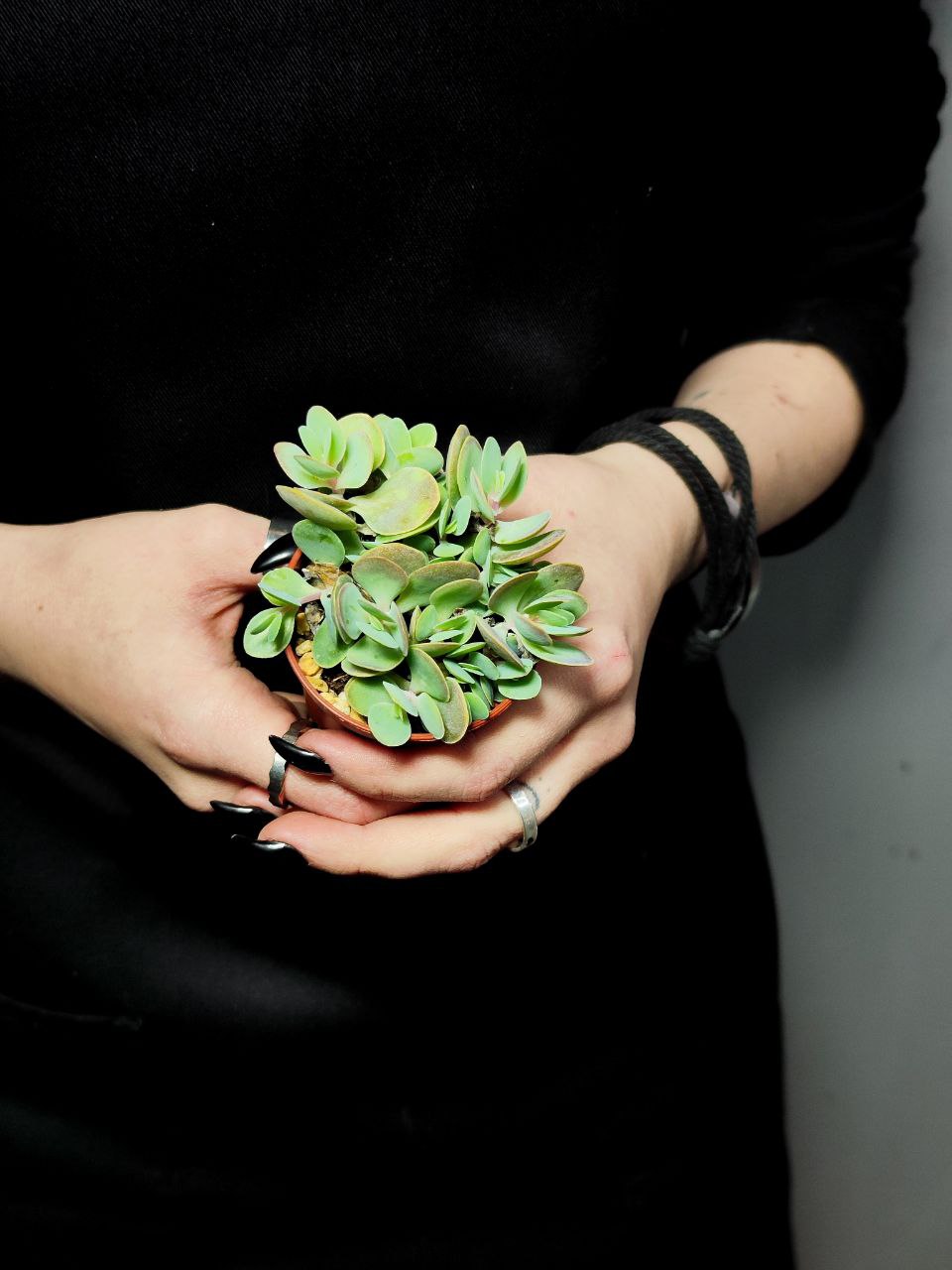 Каланхоэ Кенди Ротундифолия (Kalanchoe Сandy Rotundifolie) D5см