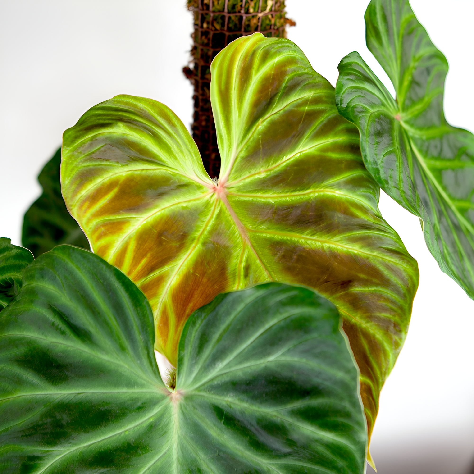 Филодендрон Веррукозум, или Бородавчатый (Philodendron Verrucosum) D6см