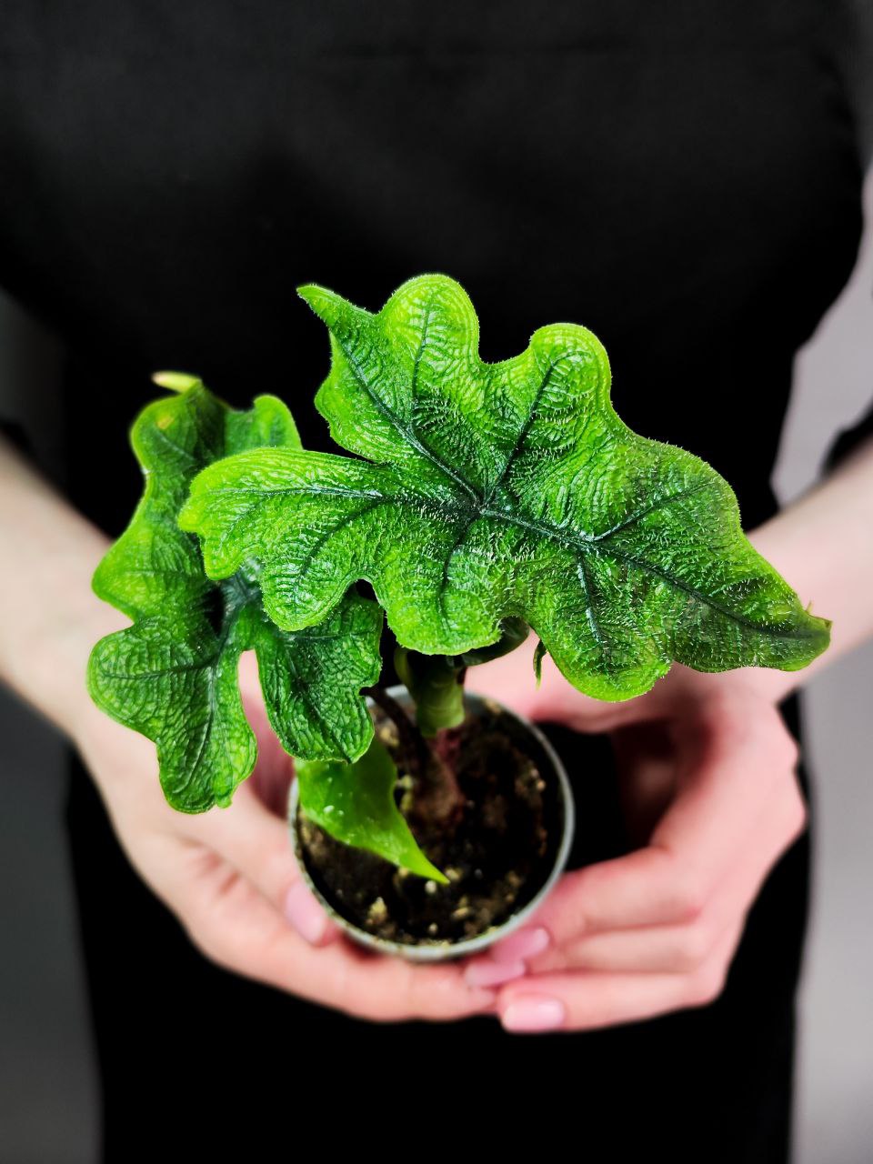 Алоказия Жаклин (Alocasia Jacklyn) D6см