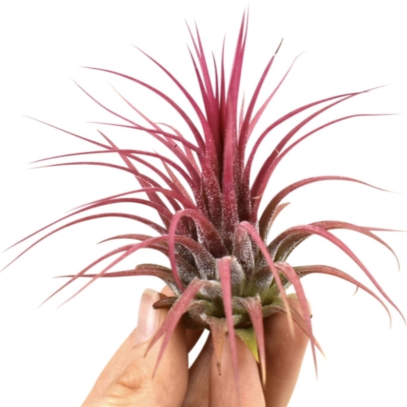 Тилландсия Ионанта Красная (Tillandsia Ionantha Red)