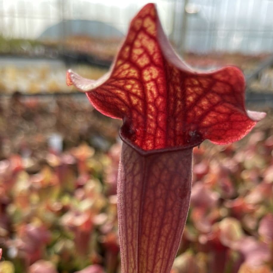 Саррацения Тесс (Sarracenia Tess) D9см