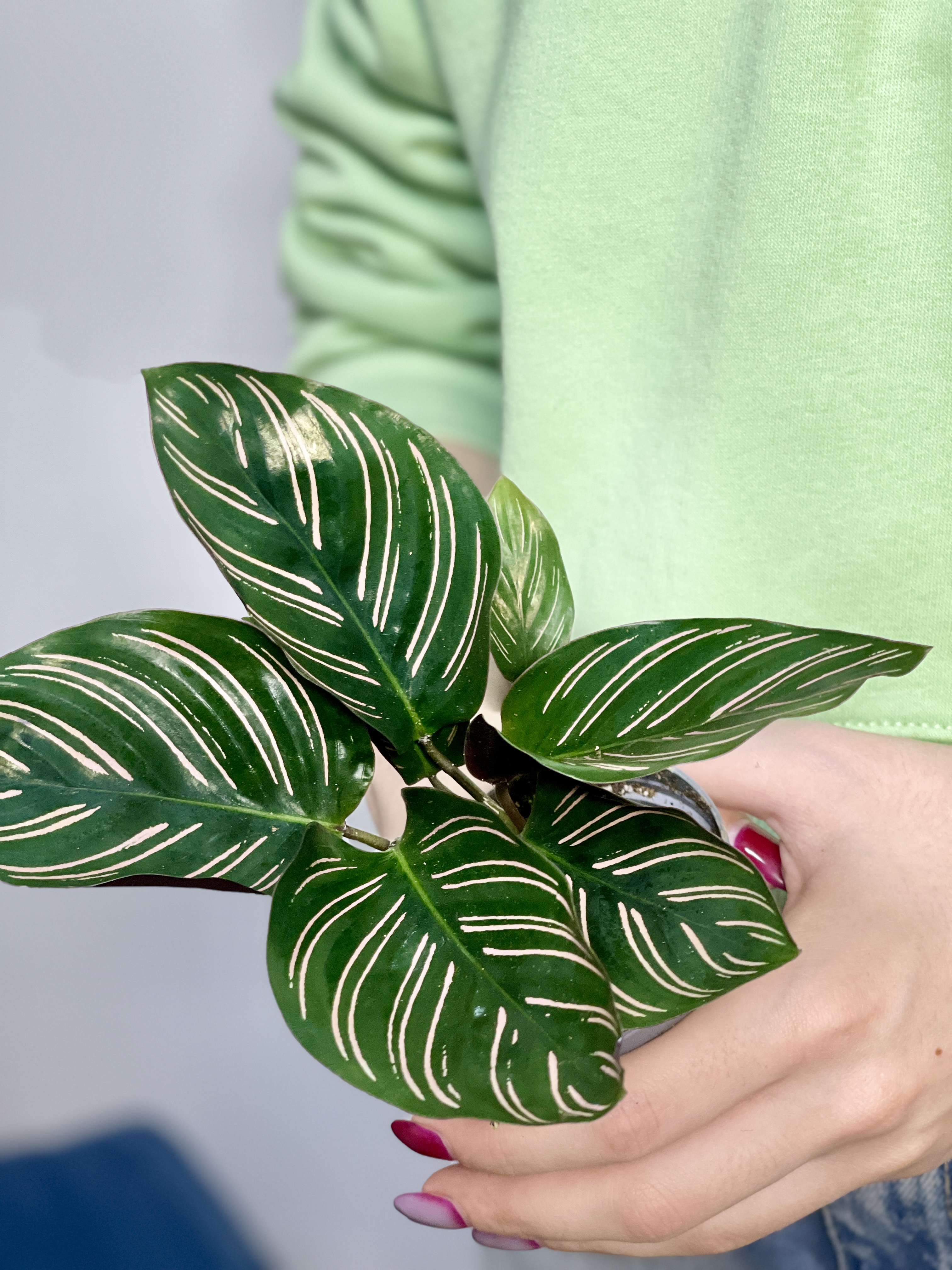 Калатея Орната (Calathea Sanderiana Ornata) D6см