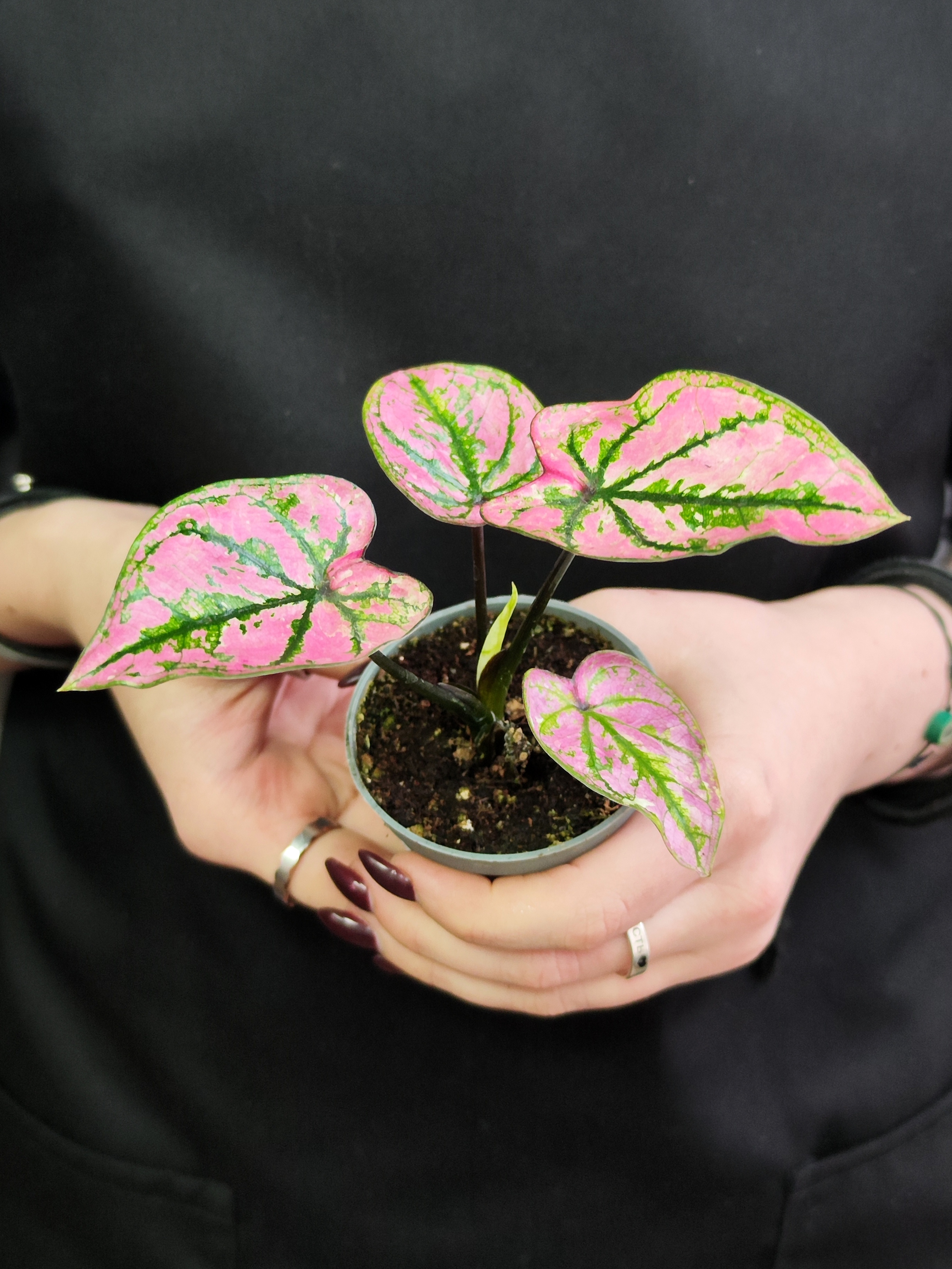 Каладиум Светло - Пурпурный (Caladium Purple Light) D6см
