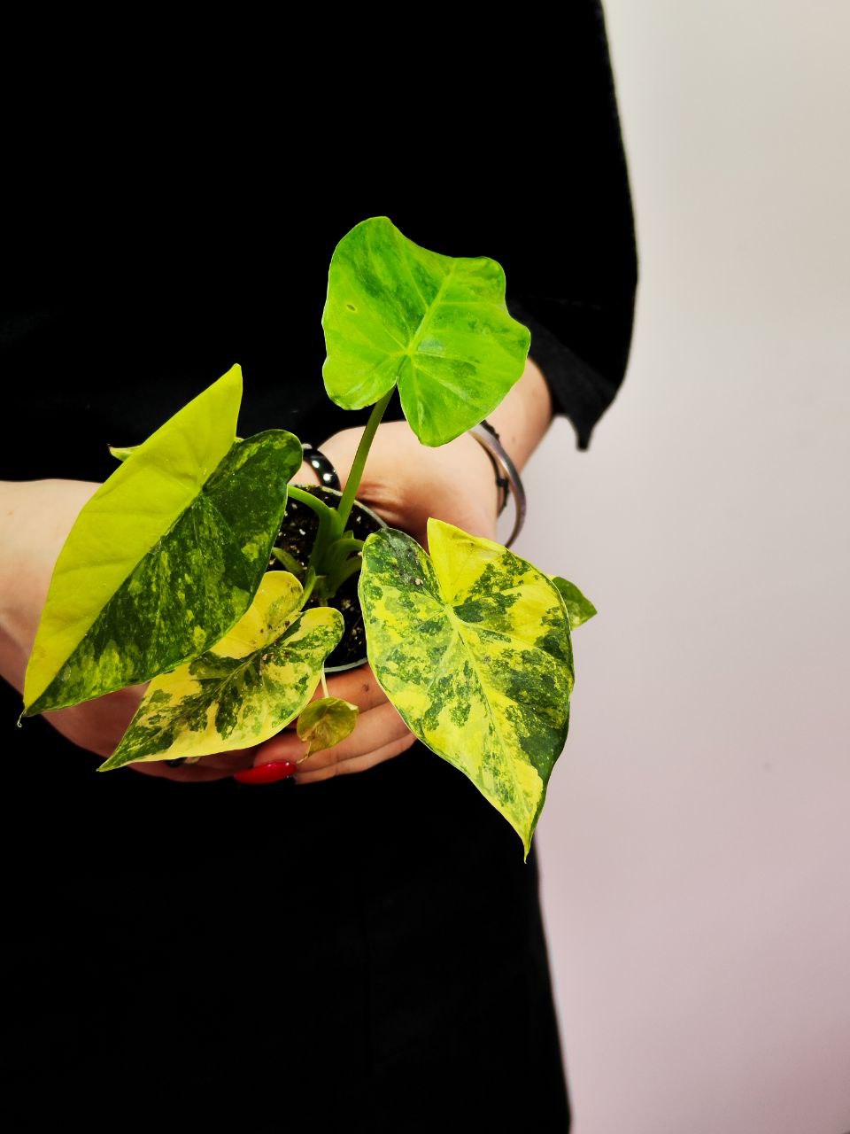 Алоказия Макрориза Аурэа Вариегатная (Alocasia Macrorrhiza Aurea Variegata) D6см