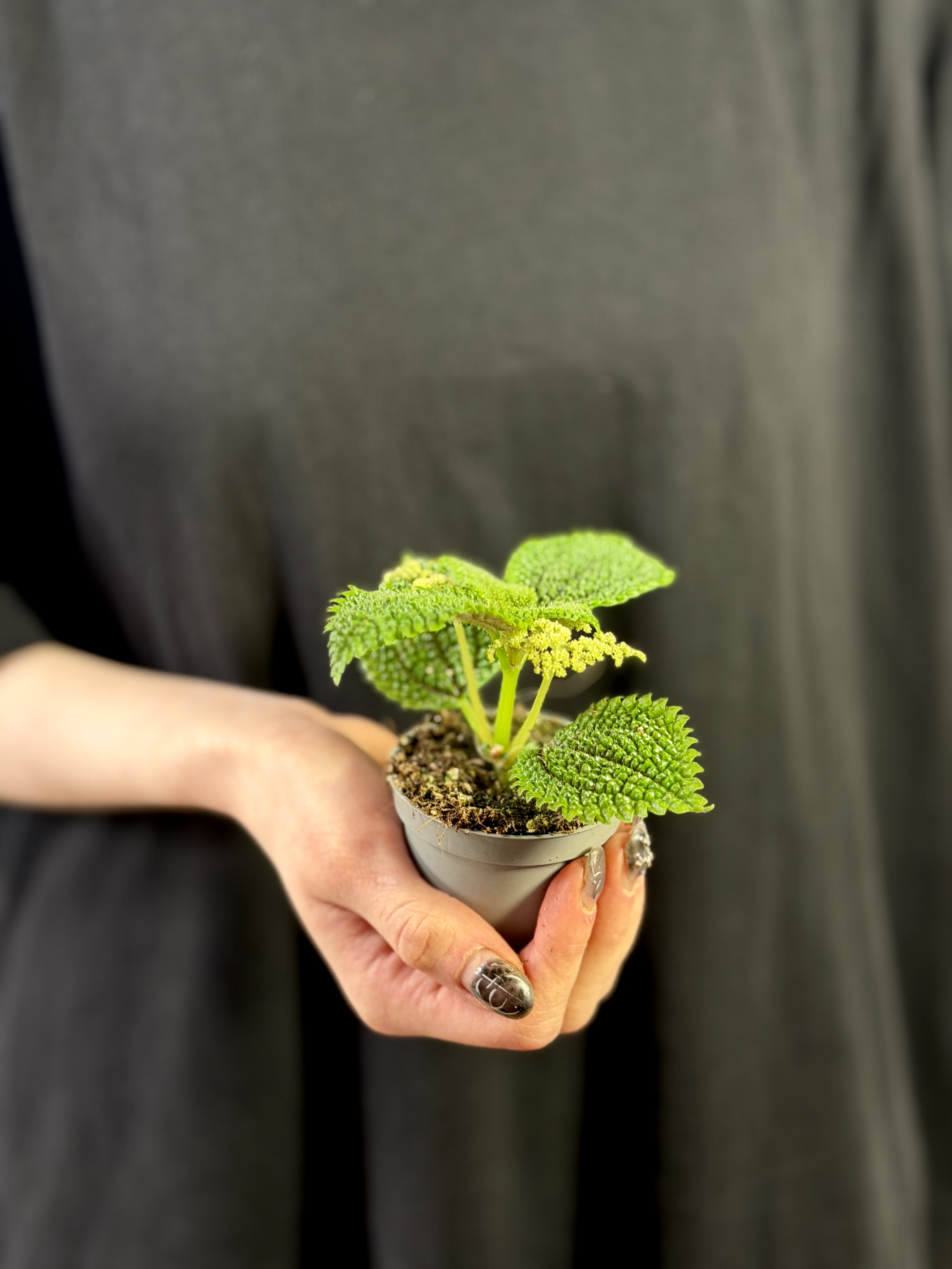 Пилея Мун Валли (Pilea Moon Valley) D6см