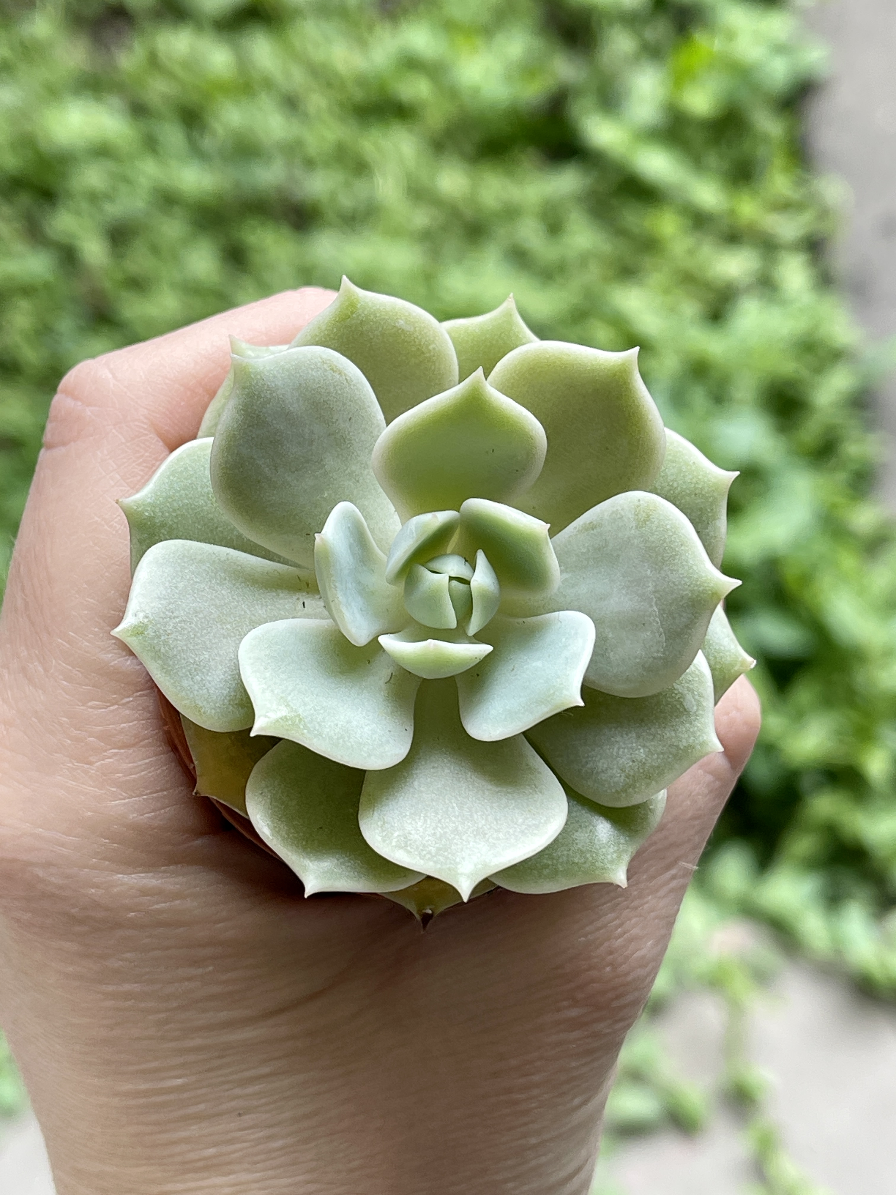 Эхеверия Лола (Echeveria Lola) D5см