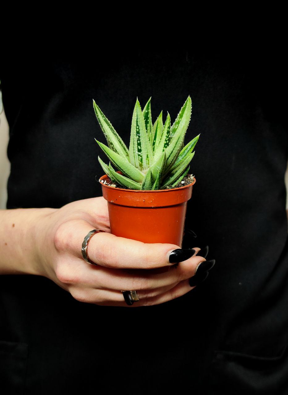 Гастералоэ Вариегата (Gasteraloe Variagata) D5см